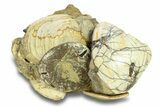 Cluster Of Polished Fossil Sand Dollars & Clams - California #280818-1